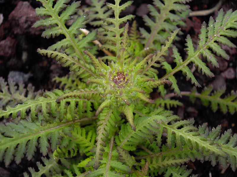Pedicularis superba photo